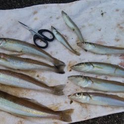 東二見白灯台キス撃沈し江井ヶ島方面でキス狙い