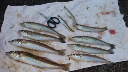 東二見白灯台キス撃沈し江井ヶ島方面でキス狙い