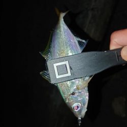 イカは諦めアジを釣る！