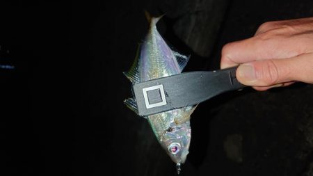 イカは諦めアジを釣る！