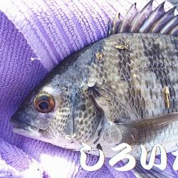 昨日の復習。チヌ釣りのはずが見えるサヨリを釣ってたら・・・