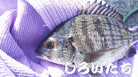 昨日の復習。チヌ釣りのはずが見えるサヨリを…