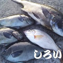 今日も、チヌの顔を見れました。風強かったけど