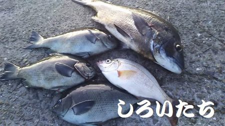 今日も、チヌの顔を見れました。風強かったけ…