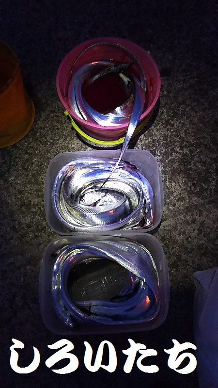 妻と久しぶりのタチウオ釣り、今年はデカイの…