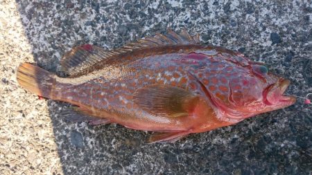 アコウ、カワハギ、エソ、アジ多数、エギング…