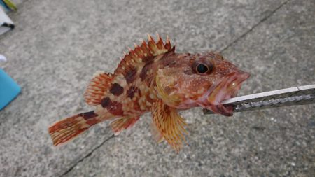 ウグイ飲ませでガシラのみ、サビキでもアジ釣…