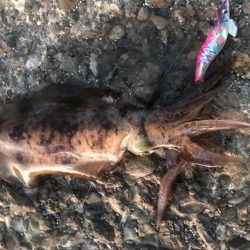 ちょっとだけ遠征エギング