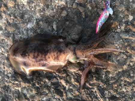 ちょっとだけ遠征エギング