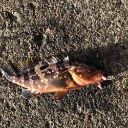 イカさんお留守