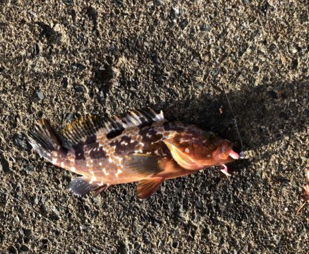 イカさんお留守