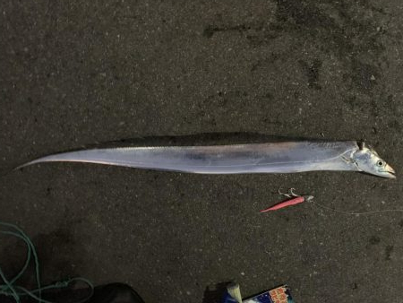 ギリドラゴン？