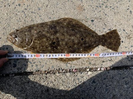 まさかのヒラメ