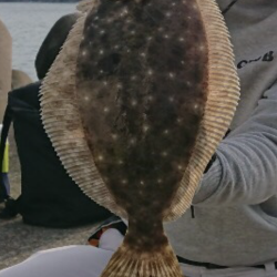 ショアジギングでヒラメ