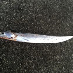 太刀魚連勝継続中