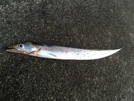 太刀魚連勝継続中