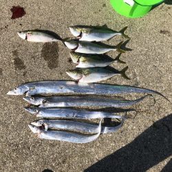 久しぶりの大漁でした。