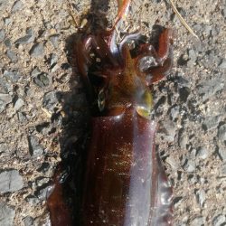 イカはどこに？