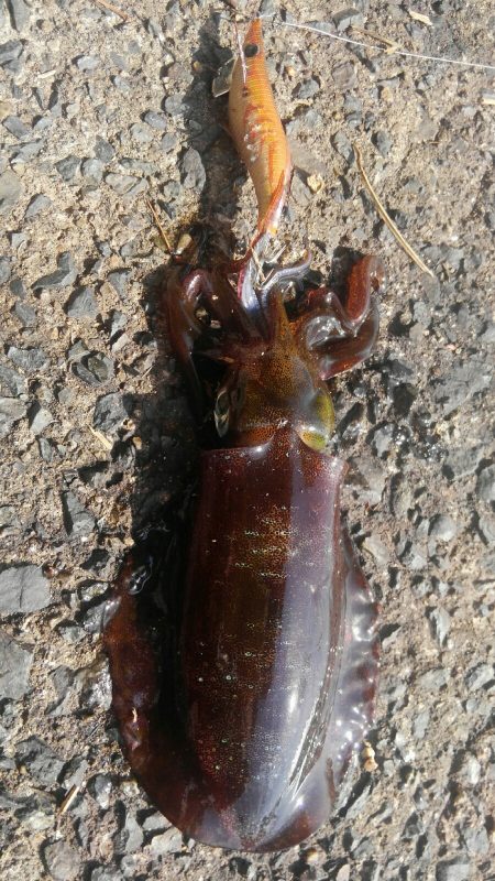 イカはどこに？