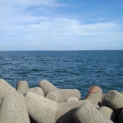 まだ青物いたんだ(○_○)！！