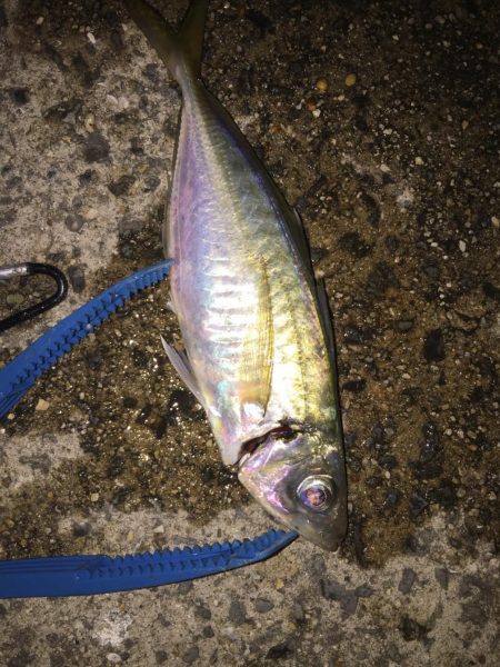 アジも大きくなってきました