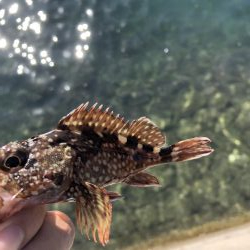 久しぶりにライトゲーム