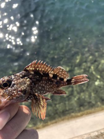 久しぶりにライトゲーム