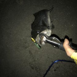 シーバスナイトゲーム