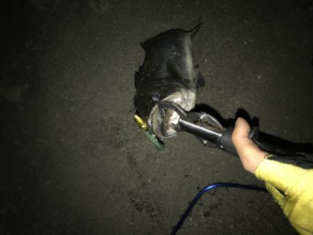 シーバスナイトゲーム