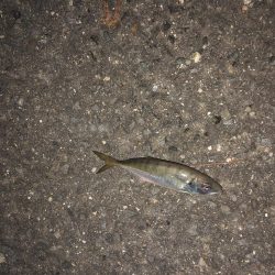 アジングとエギング