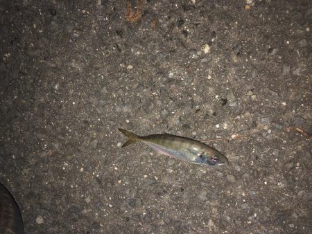 アジングとエギング