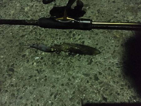 夕まずめのヒイカエギング