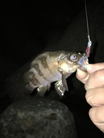 ライトゲームでいろいろ