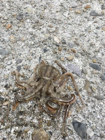 ライトゲームでタコ