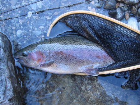 晩秋の天川管理釣り場は、13時以降がオスス…