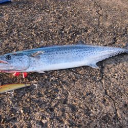 久しぶりの釣果