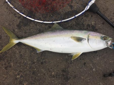 ハマチにタチウオ