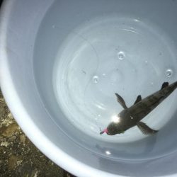 メバル～～～！