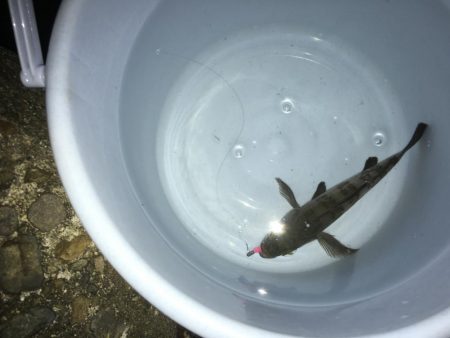 メバル～～～！