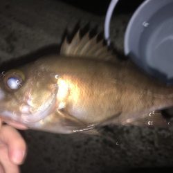 メバルはまだかな