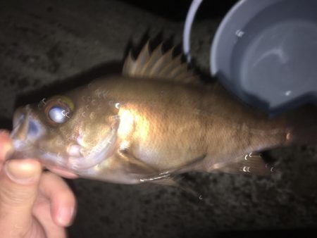 メバルはまだかな