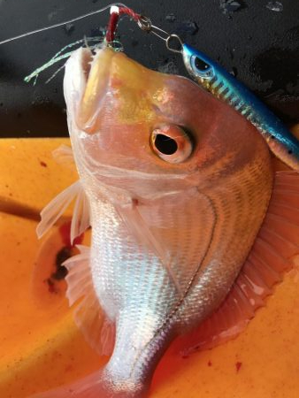 カヤック　タイラバ不発