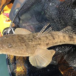 カヤック　ジギング