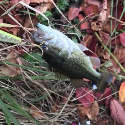 トップでチョコチョコ