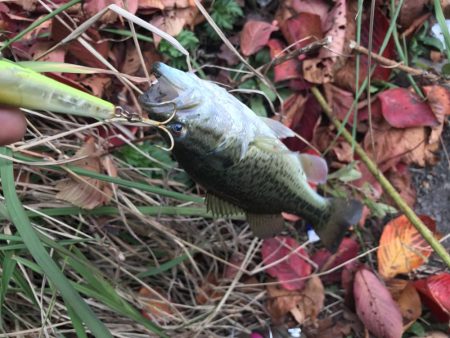 トップでチョコチョコ