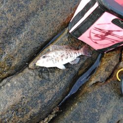 フカセが一番・・面白いです・・