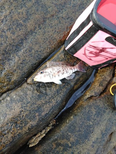 フカセが一番・・面白いです・・