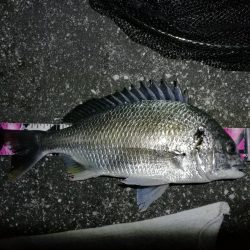 南港へち釣行 （11/1 11月入り南港ヘチ釣り キビレチヌ40cm、真チヌ 釣果有り）