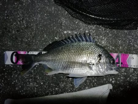 南港へち釣行 （11/1 11月入り南港ヘ…