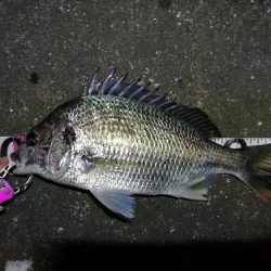 南港へち釣行 （11/2 まーまー好釣果の南港ヘチ釣り キビレチヌ38cm、真チヌ 他 釣果有り）